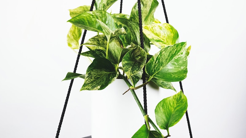 世界杯足球赛直播预告画面，阿根廷国家队庆祝进球瞬间